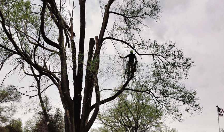 TREE TRIMMING