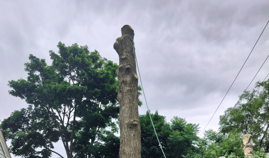 TREE REMOVAL